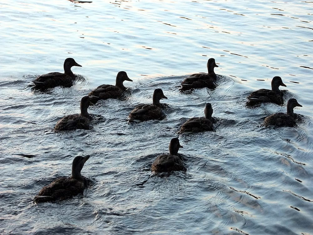 maine ducks photo