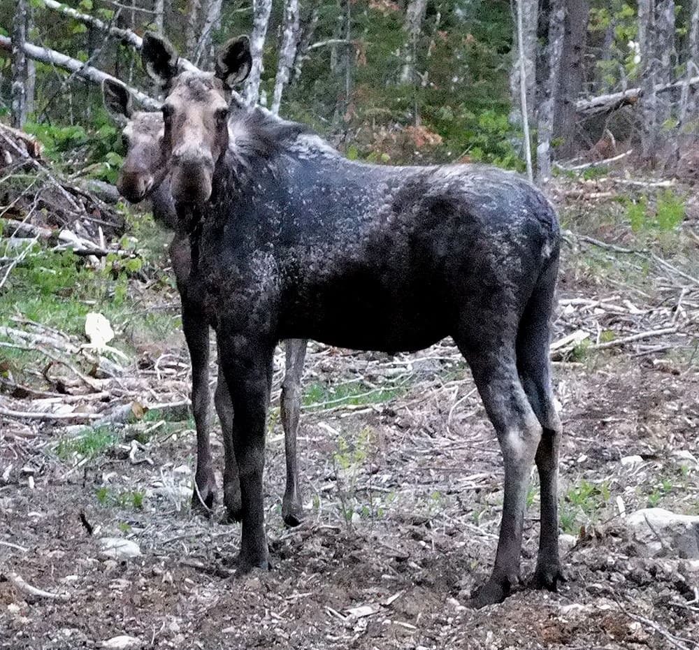 moose in maine photo