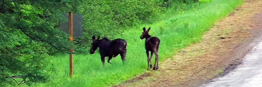 wildlife maine moose