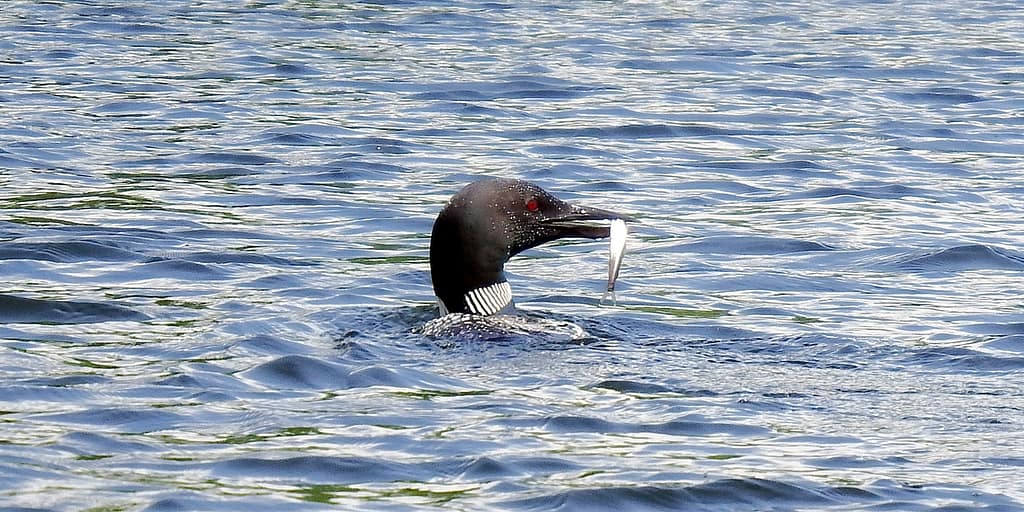 maine lake loon with fish