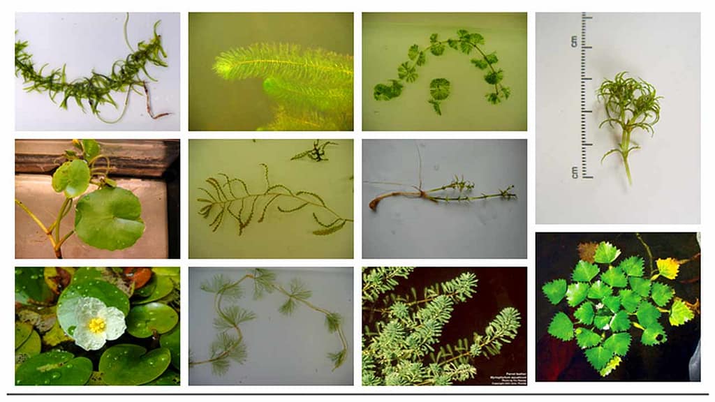 maine milfoil in lakes