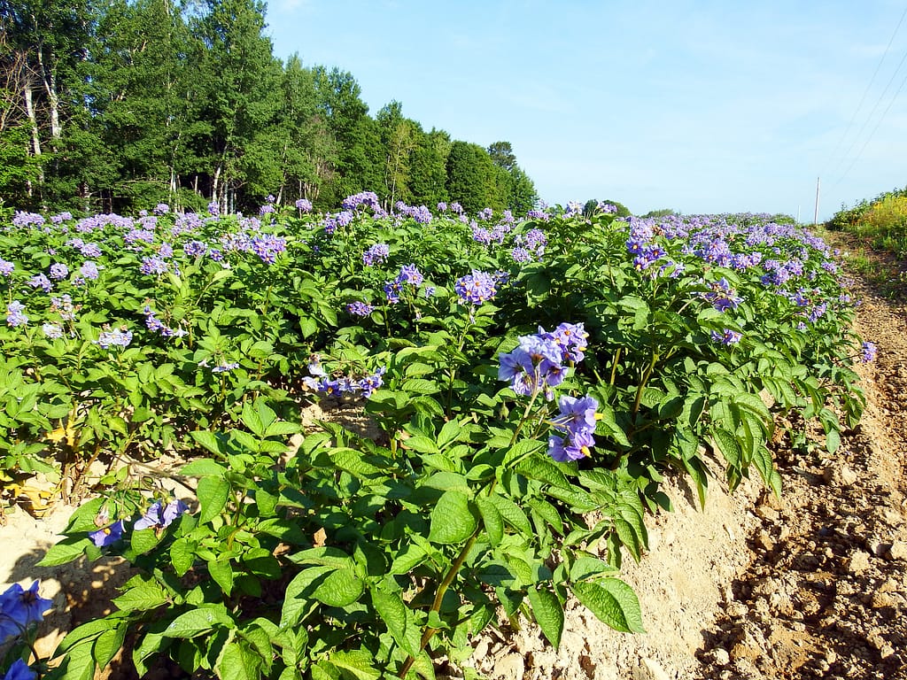 maine farm field potato blossoms