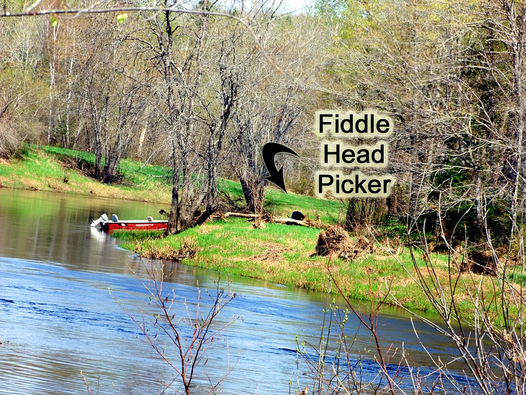 fiddleheadpicker