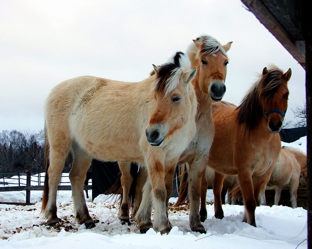 maine farm horses