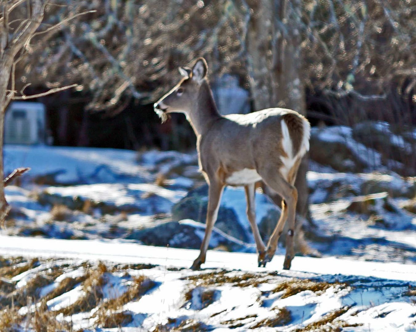 maine white tail deer