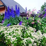 Gardens, Flowers In Maine