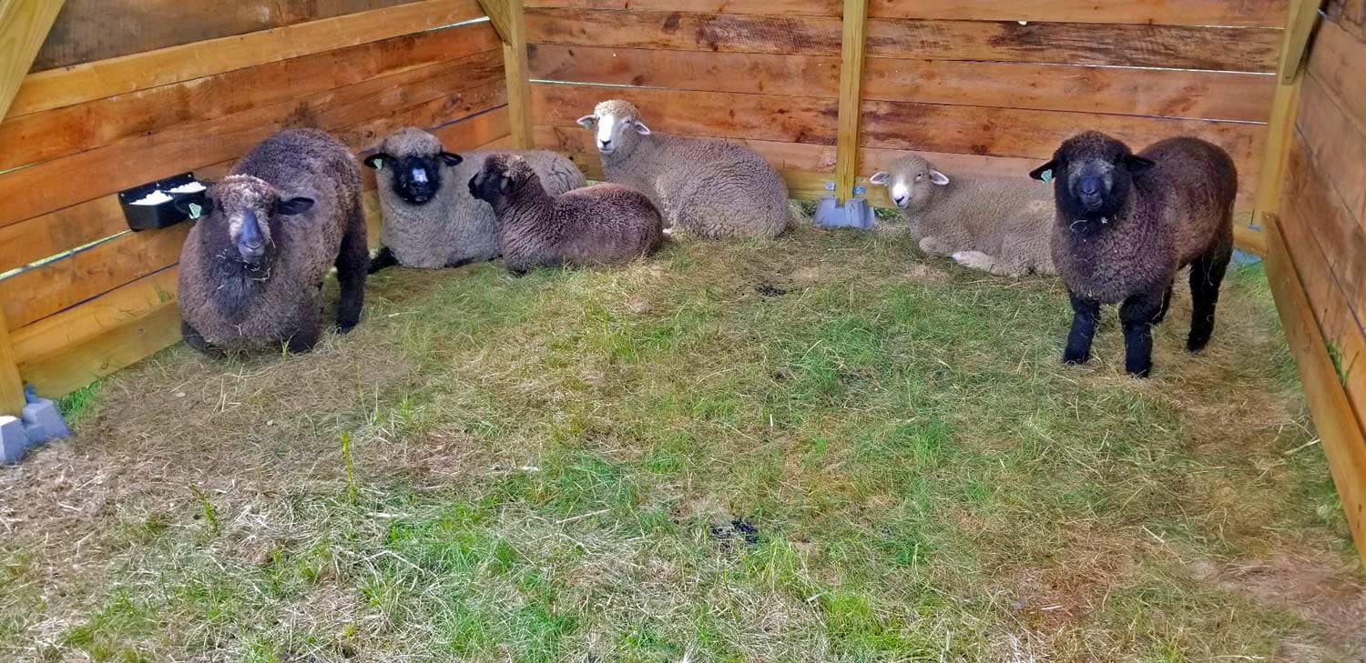 sheep maine farm