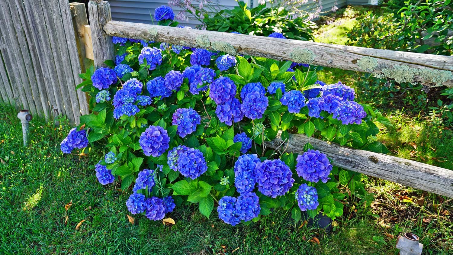 maine coastal flowers 