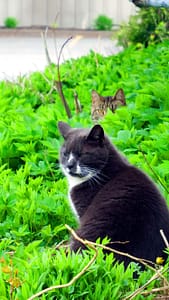 maine cats in vegetation