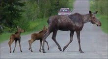 Maine Moose Family Crosses Road