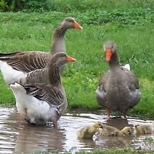 farm yard geese in maine photo