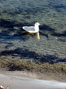 Maine Sea Gull Paddling.