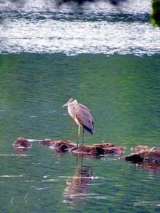 Maine Lake Herons.