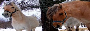 Horses in Winter in Maine