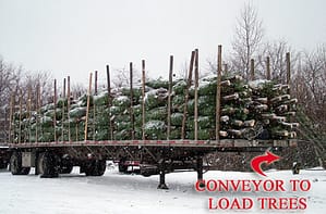 Maine Christmas Trees Heading To Market. 