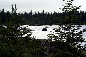 maine moose in lake photo