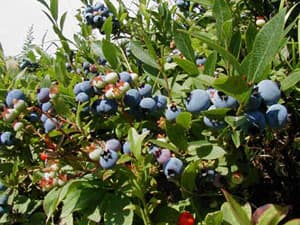 Rake Some Fresh Maine Blueberries!