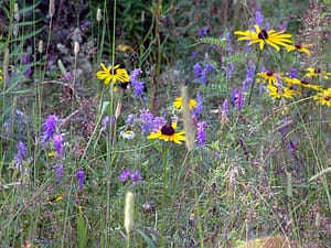 The natural flowers of Maine are everywhere...not alot of people, property...just wildlife, woods, space.