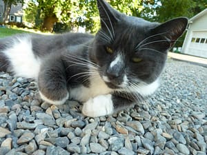 small cat in maine town