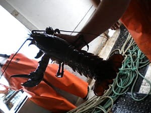 Maine Lobsters, Some Too Big, Or With Notched Tails Have To Return To The Ocean.