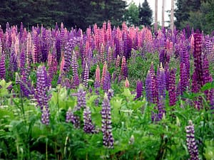 Lovely Lupines, Spread By Bees Pollinating.