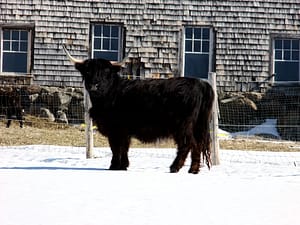 maine farm bull winter photo