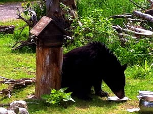 maine black bears