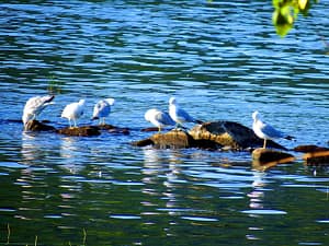 maine sea gulls