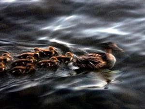 maine lake ducks