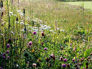 maine farm field pasture land