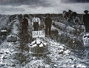 aroostook county potato farming field photo