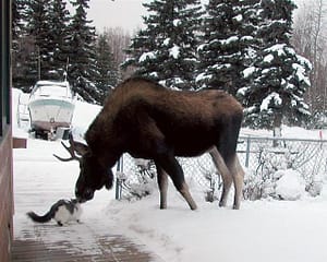 Mr Moose Meets Brave Cat..Touch Noses, Says Hello.