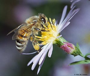 Busy As A Maine Honeu Bee.