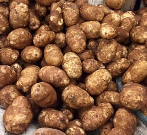 maine potato farming