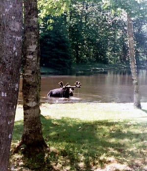 moose bath pond photo