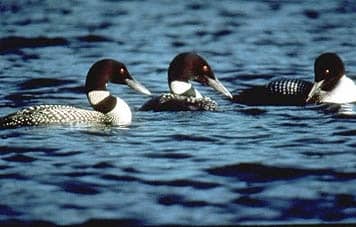loons in maine on lake photo