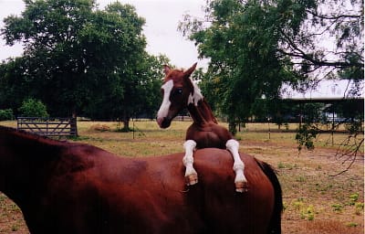 horsing around maine home loan photo