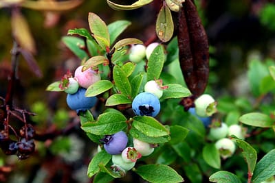 Wild Maine Blueberries Are Sweeter, Better For You!