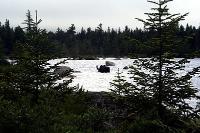 baxter park moose photo