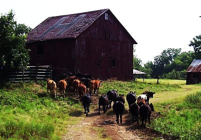 farm barn cows photo