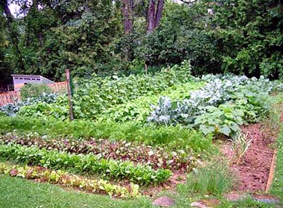 Planting, Weeding, Maine Vegetable Gardening Takes A System, Organization.
