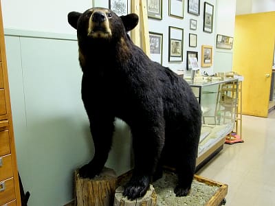 maine black bear photo