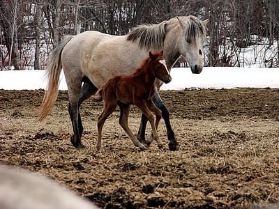 maine baby horse farm photo