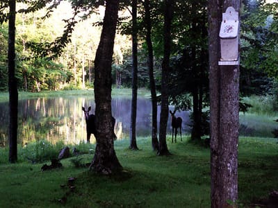 Maine, Loaded With Natural Beauty To Emotional Tractor Beam Real Estate Customers.