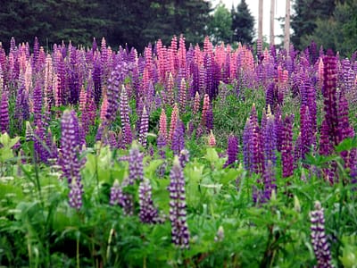 Maine Land For Sale, Some Acreages Lupine Covered.