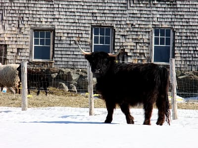 bull barn winter farm photo