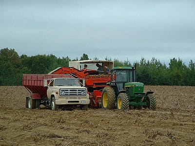 harvesting maine potatoes photo