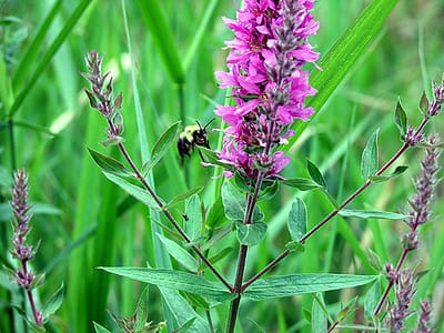 busy bee maine flower photo