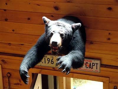 maine black bear camp photo
