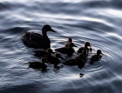 maine lake ducks photo
